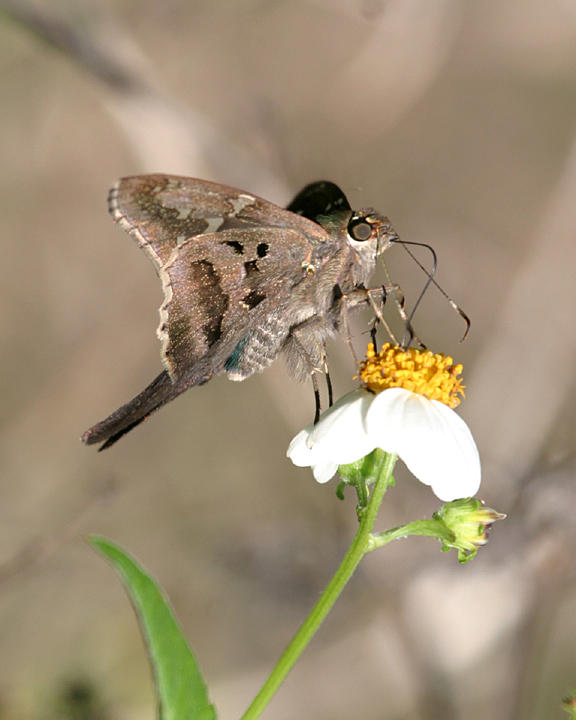 Long-tailed Skipper - Urbanus proteus