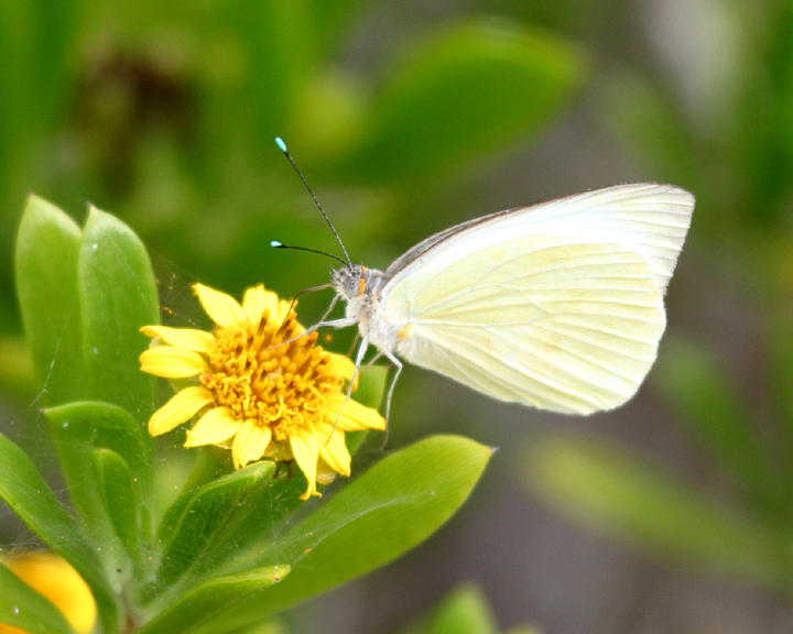 Great Southern White - Ascia monuste