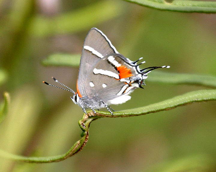 Bartrams Scrub Hairstreak - Strymon acis