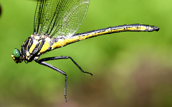 Dragonhunter - Hagenius brevistylus (female)