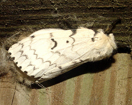 8318 -- Gypsy Moth -- Lymantria dispar (female)
