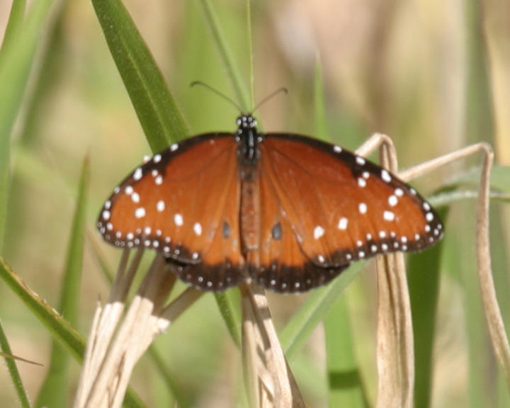 Queen - Danaus gilippus
