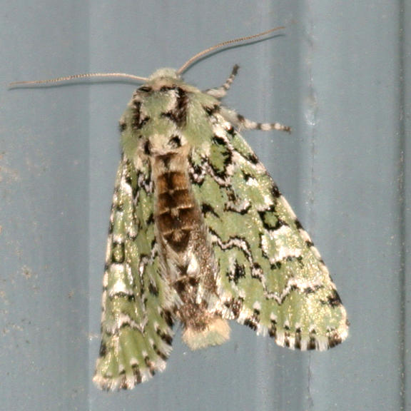 10005 -- The Joker [Jocose Sallow] Moth -- Feralia jocosa