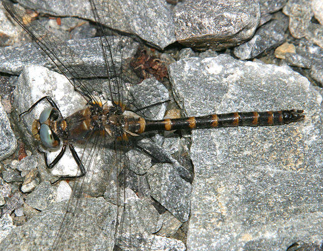 mature Boghaunter (eyes are blue)