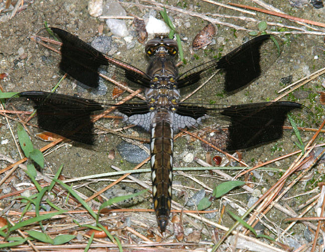 Common Whitetail - Plathemis lydia (immature male)