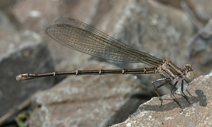 Common Spreadwing