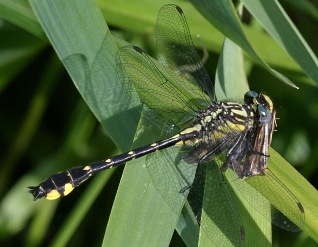 Spine-crowned Clubtail - Gomphus abbreviatus