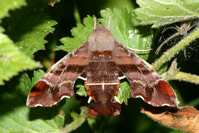  7873 -- Nessus Sphinx Moth -- Amphion floridensis