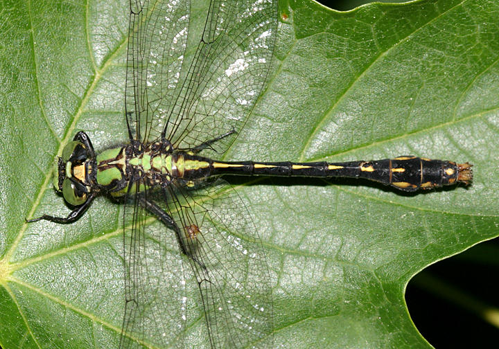 Maine Snaketail - Ophiogomphus mainensis