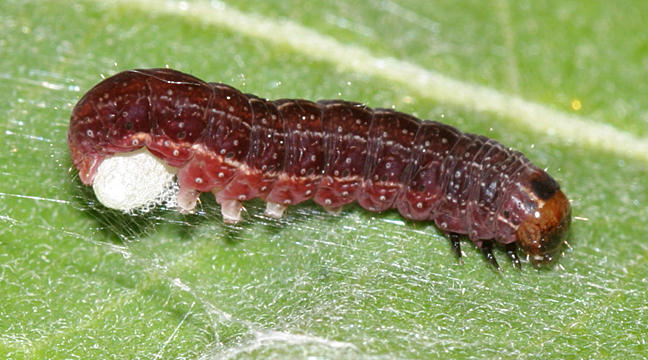 Eupsilia sp.  (on a Cotesia scopelosomae cocoon)