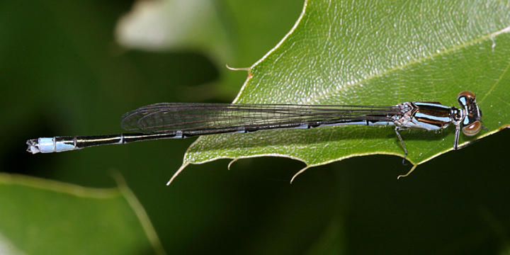 Stream Bluet (Enallagma exsulans)