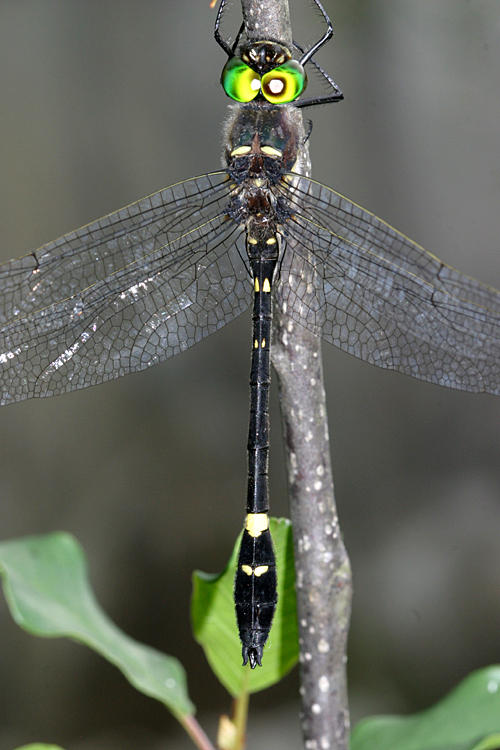 Illinois River Cruiser - Macromia illinoiensis