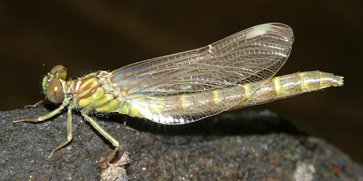 teneral Least Clubtail