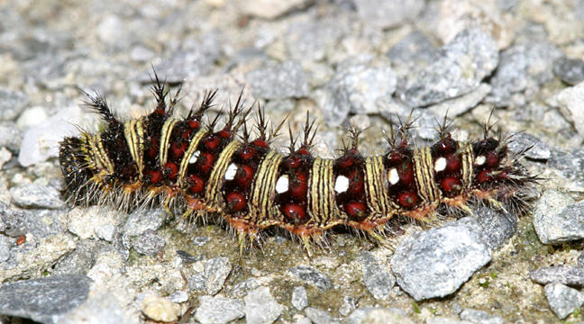 American Lady - Vanessa virginiensis