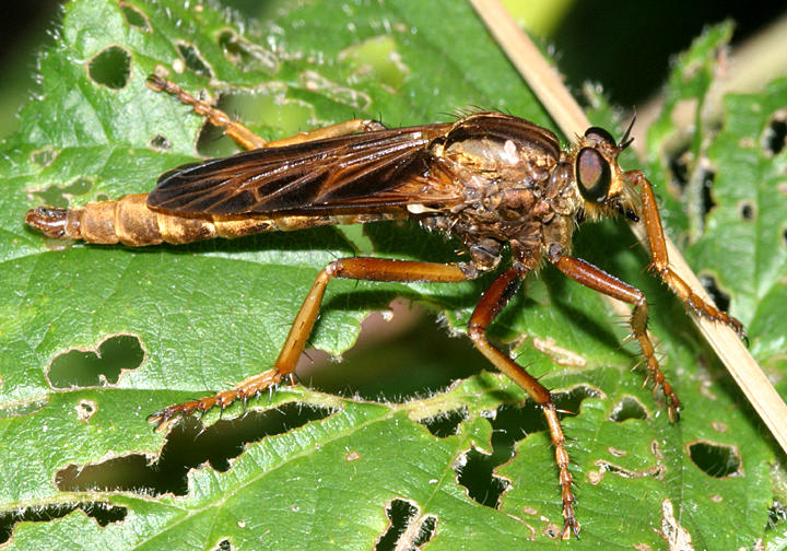 Asilus sericeus