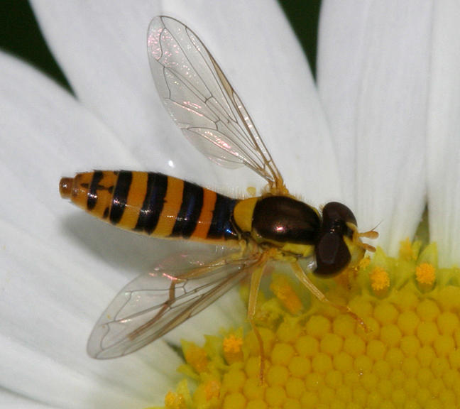 Sphaerophoria sp. (female)