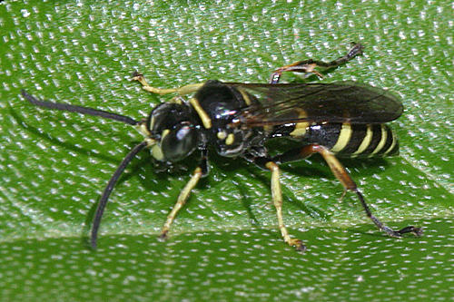 Gorytes sp.