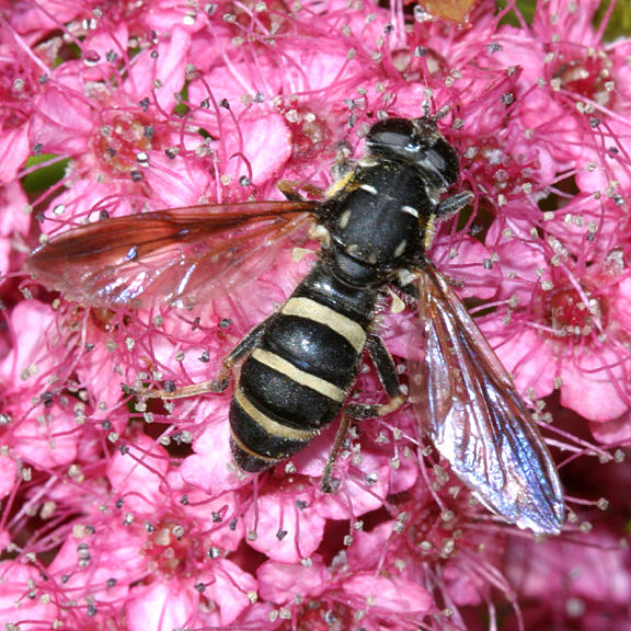 Temnostoma barberi