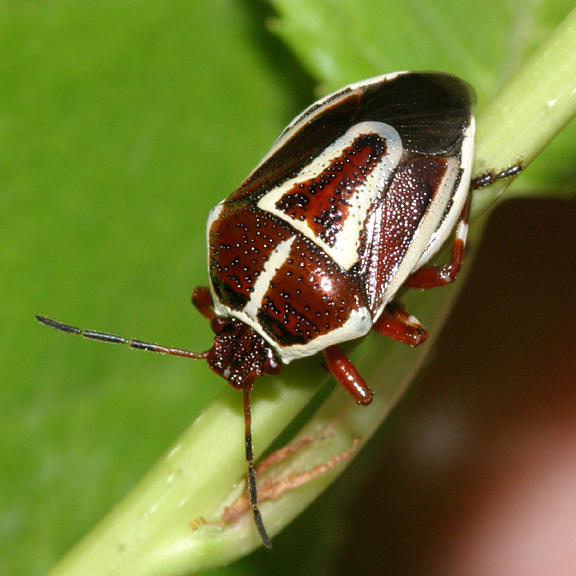 Perillus circumcinctus