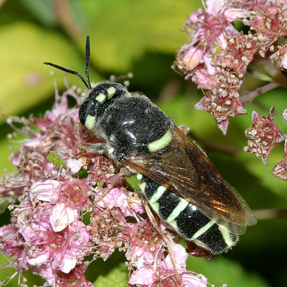 Stratiomys badia