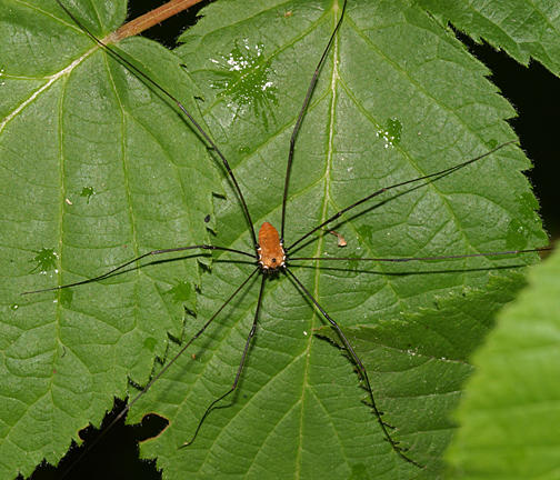 Leiobunum sp.