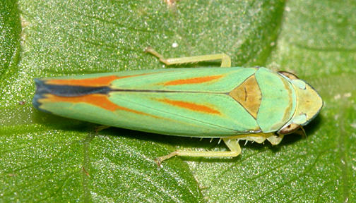 Rhododendron leafhopper - Graphocephala fennahi