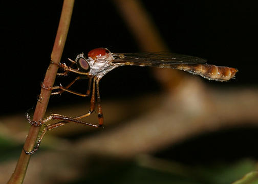 Tipulogaster glabrata