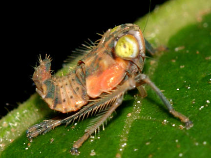 Coelidia olitoria - nymph