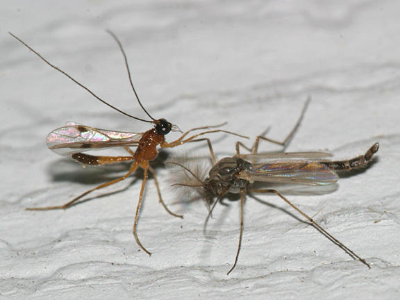 Charmon extensor (with a chironomid)