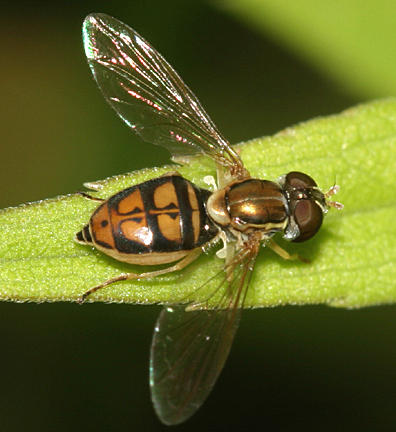 Toxomerus marginatus (female)