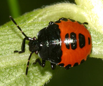 White-margined Burrower Bug nymph - Sehirus cinctus