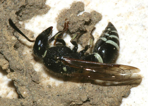 Ancistrocerus catskill