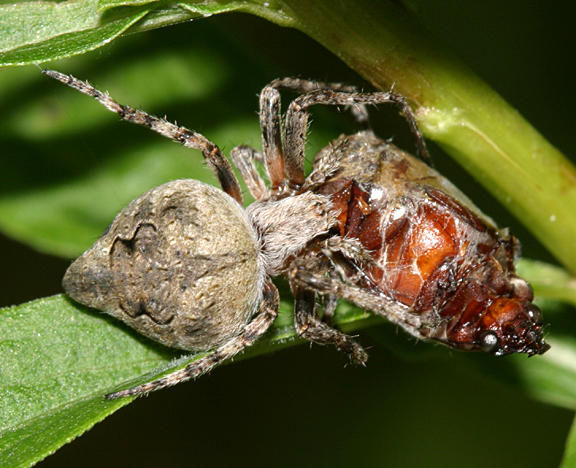 Humpbacked orbweaver - Eustala anastera