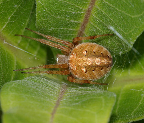 Neoscona arabesca