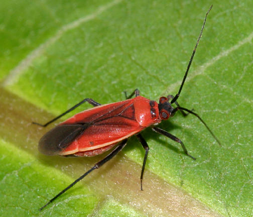 Scarlet Plant Bug - Lopidea sp.