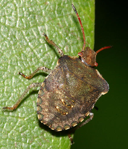 Euschistus sp.