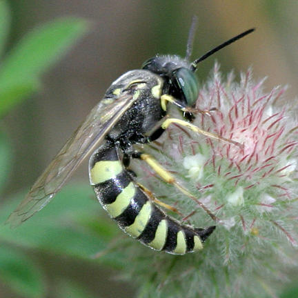 Microbembex monodonta