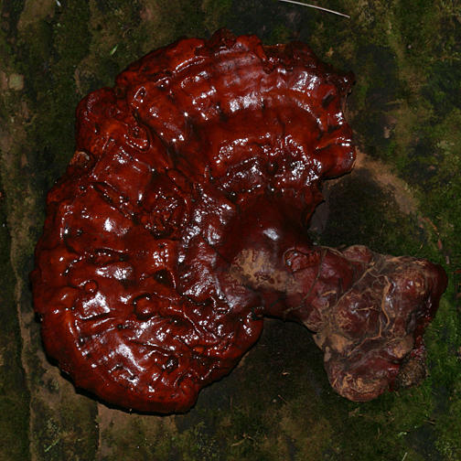  Ganoderma tsugae