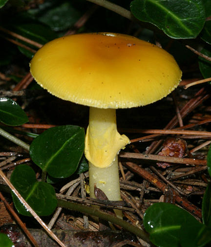 Amanita flavoconia