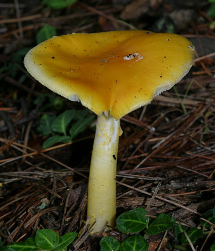 Amanita flavoconia