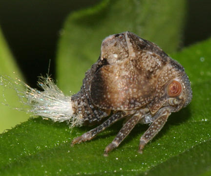 Acanalonia bivittata (Two-striped Planthopper nymph)