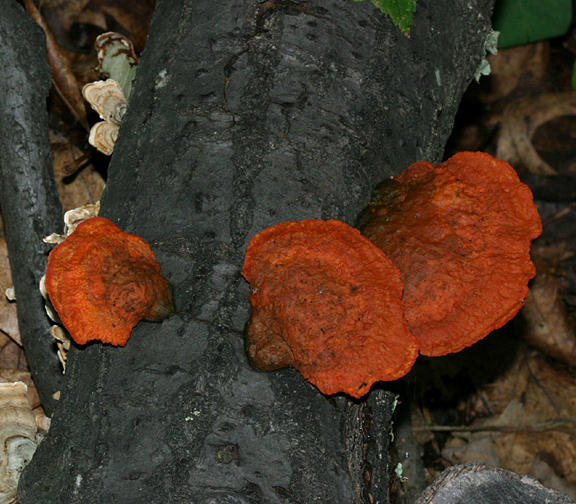 Pycnoporus cinnabarinus