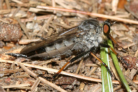 Neoitamus orphne
