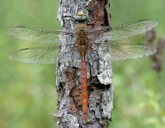 Comet Darner - Anax longipes