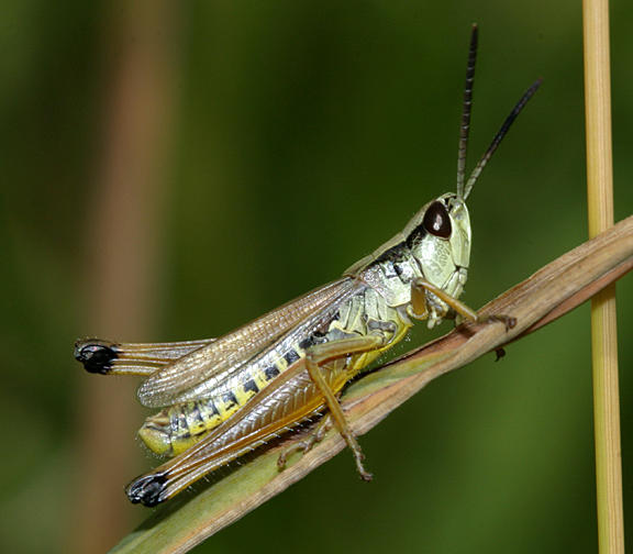 Marsh Meadow Grasshopper - Chorthippus curtipennis