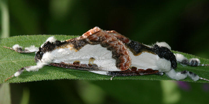 9299 -- Pearly Wood-nymph Moth -- Eudryas unio