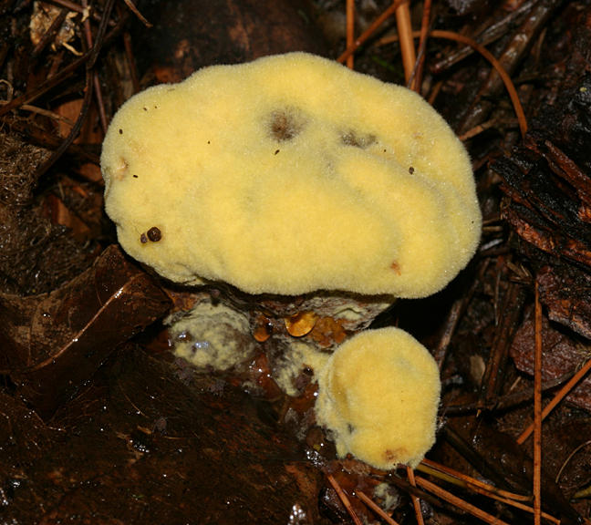 Phaeolus schweinitzii