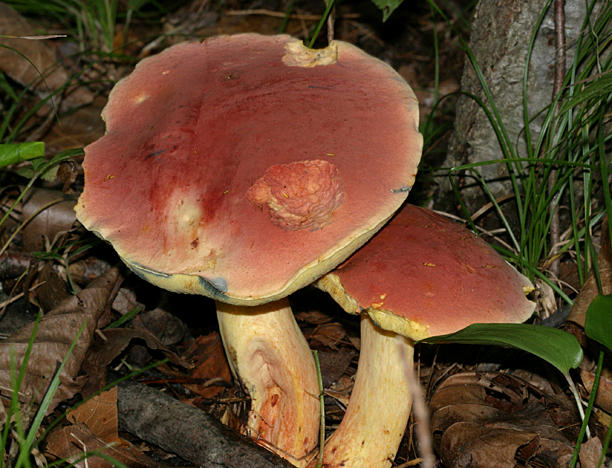 Boletus sensibilis