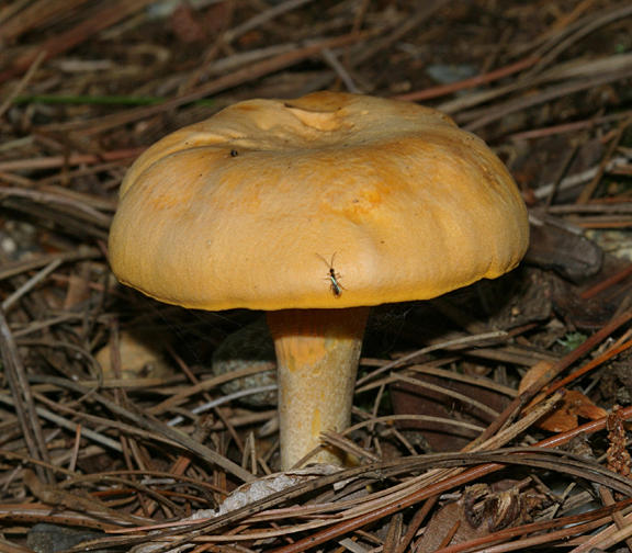 Cantharellus cibarius