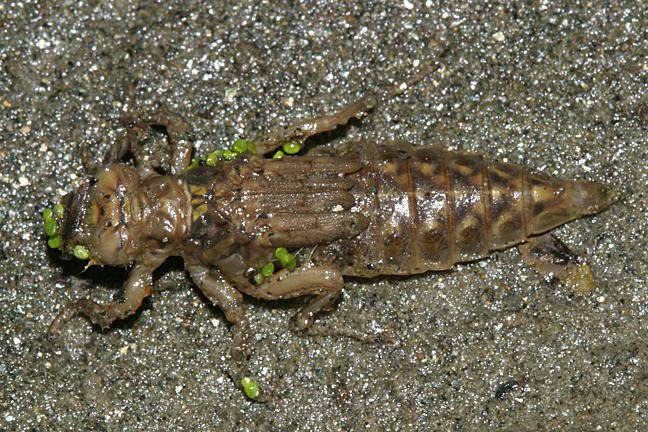 nymph crawling away from the water